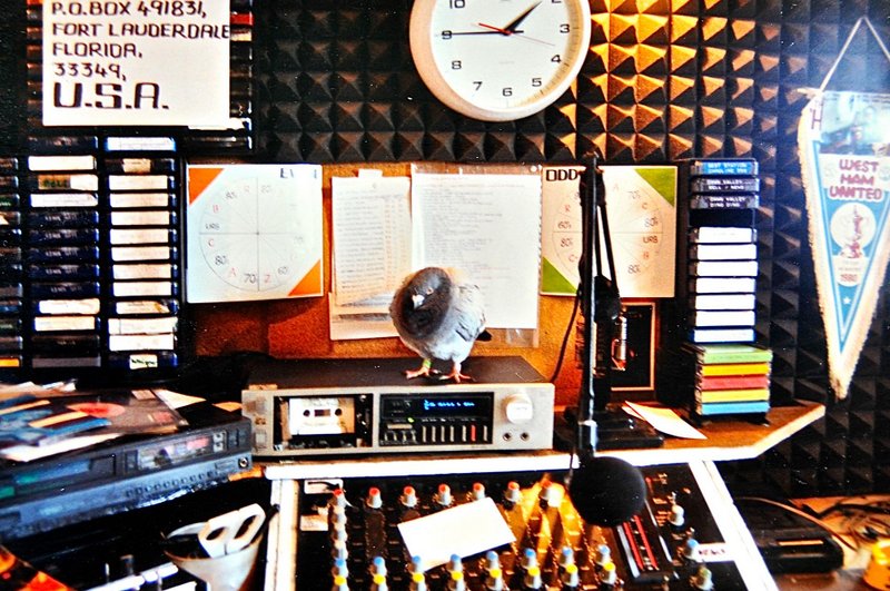 pigeon in the studio